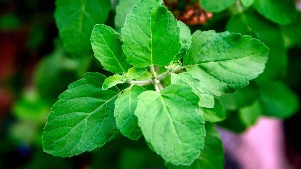 Health Benefits Of Tulsi Leaves