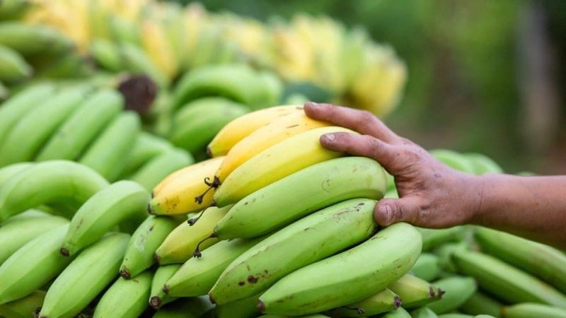 Health Benefits of Raw Banana