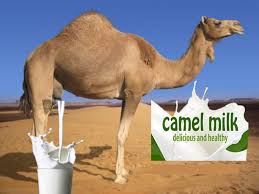 Health Benefits With Camel MilK