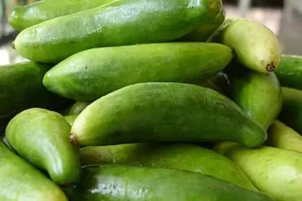 Health Benefits With Ivy gourd