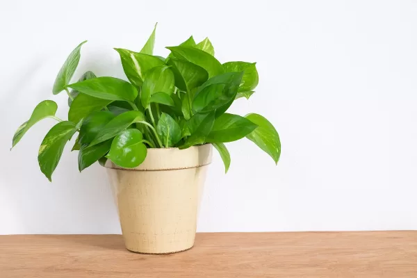 Money Plant Astro Tips