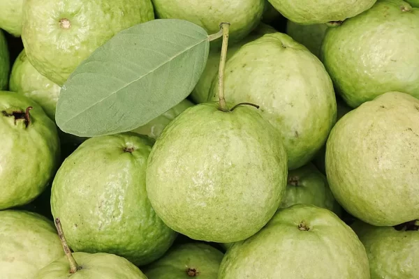 Eat Guava Get These Health Benefits