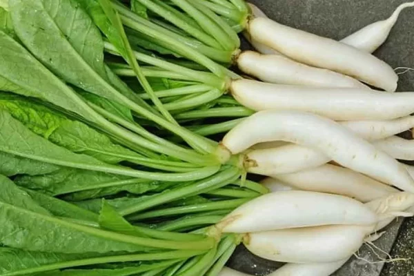 Health Benefits With Radish