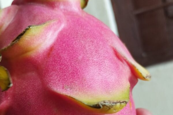 Dragon fruit