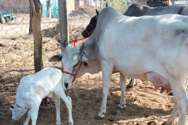 Ongole breed cow priced at Rs 41 crore