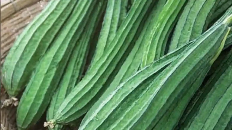 Ridge Gourd