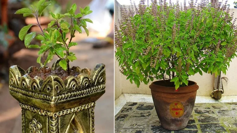 If you eat basil leaves on an empty stomach