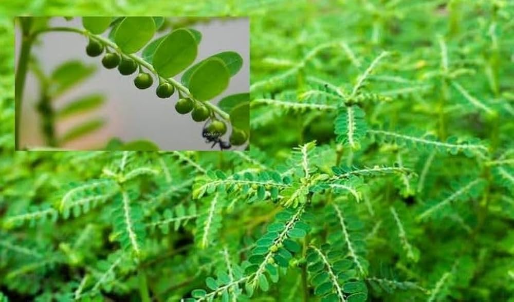 nela usiri Benefits, Precautions and Dosage