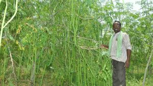 Are you growing a Munaga Chettu at home