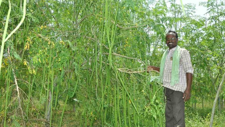 Are you growing a Munaga Chettu at home