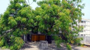 Canva : Neem