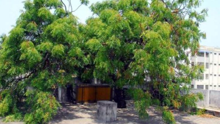 Canva : Neem