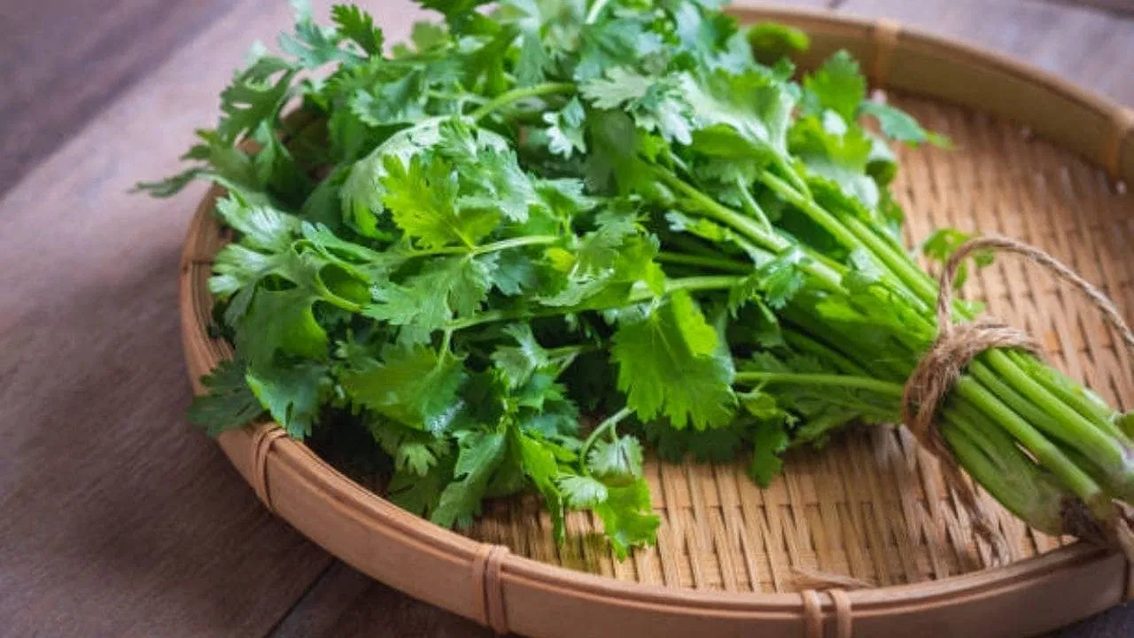 Coriander Leaves Benefits for human life