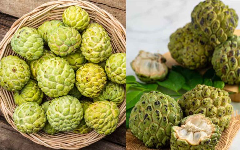 Canva Custard Apple