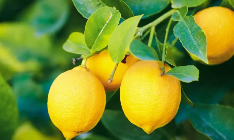 Daily one lemon included in diet, here are the top five best benefits with lemon juice