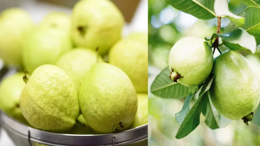 Guava Fruits