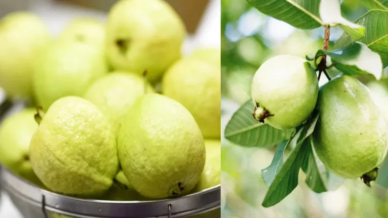 Guava Fruits