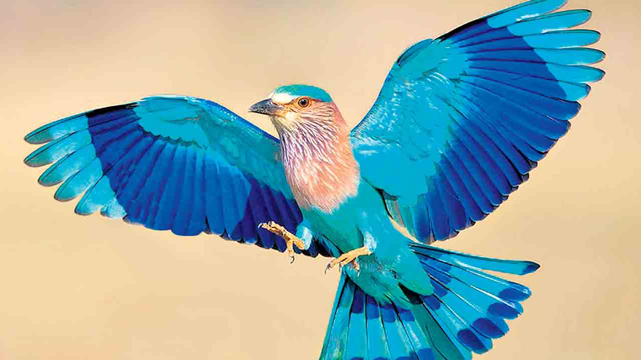 Why should you watch Pala pitta on Dussehra