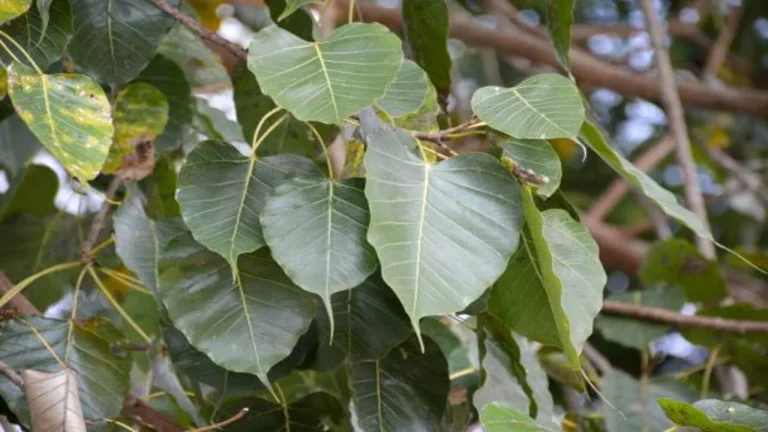 Why should one worship the Ravi tree