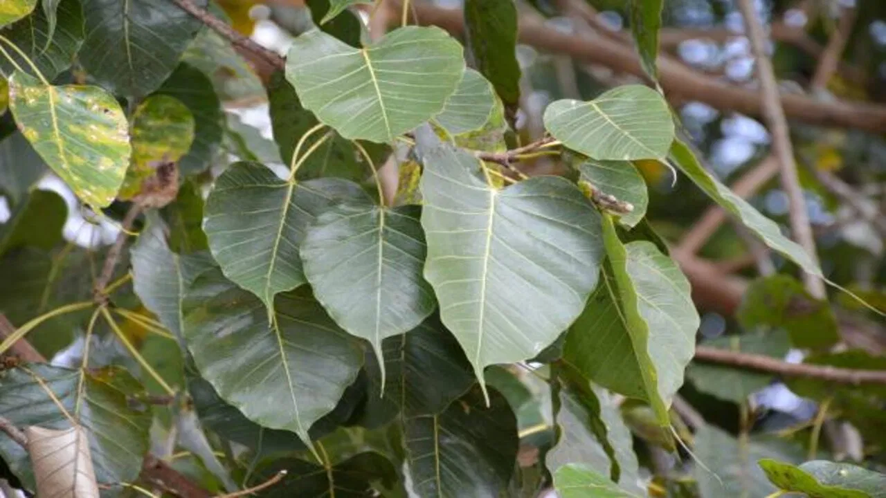 Why should one worship the Ravi tree