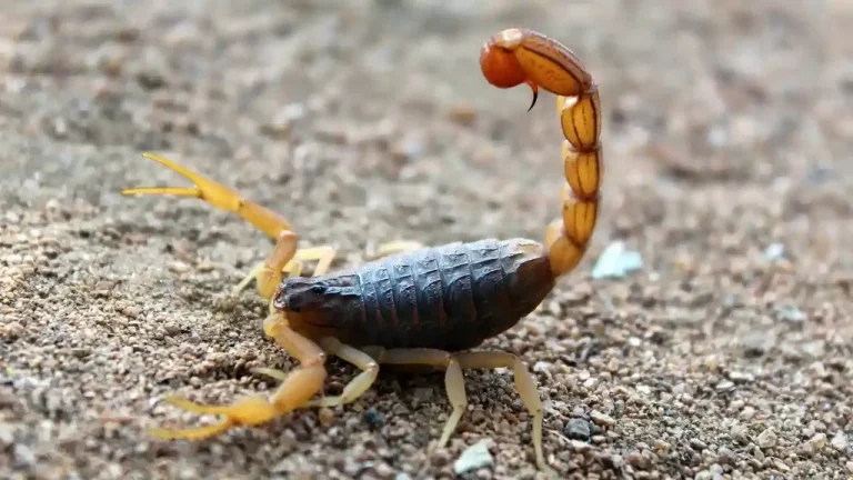 Scorpion in Dream