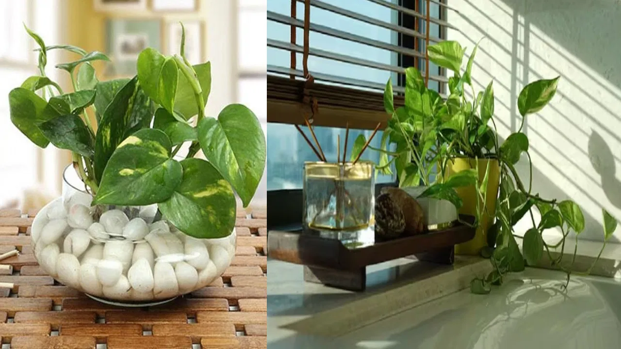 vastu-tips-for-money-plant