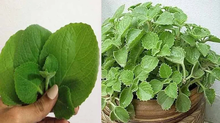 Ajwain Leaves