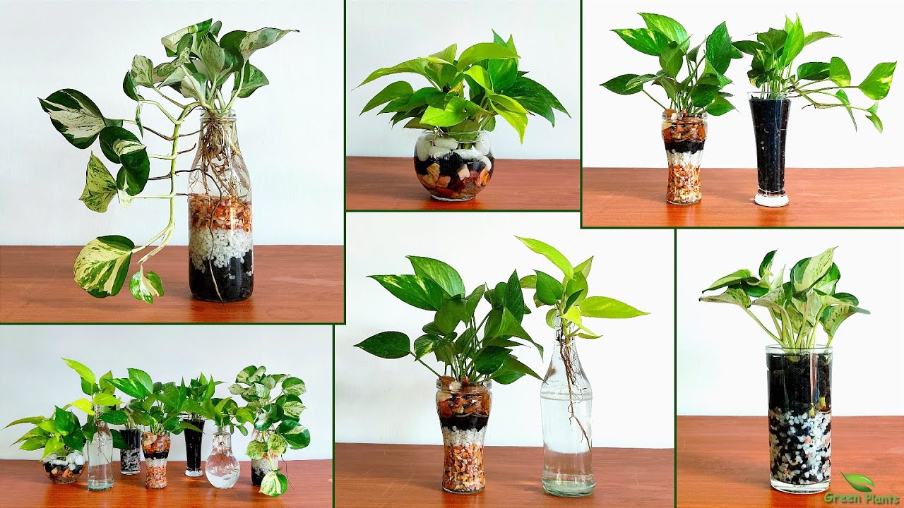 Money Plant