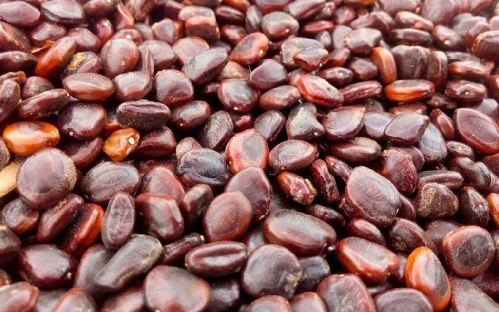 Tamarind Seeds