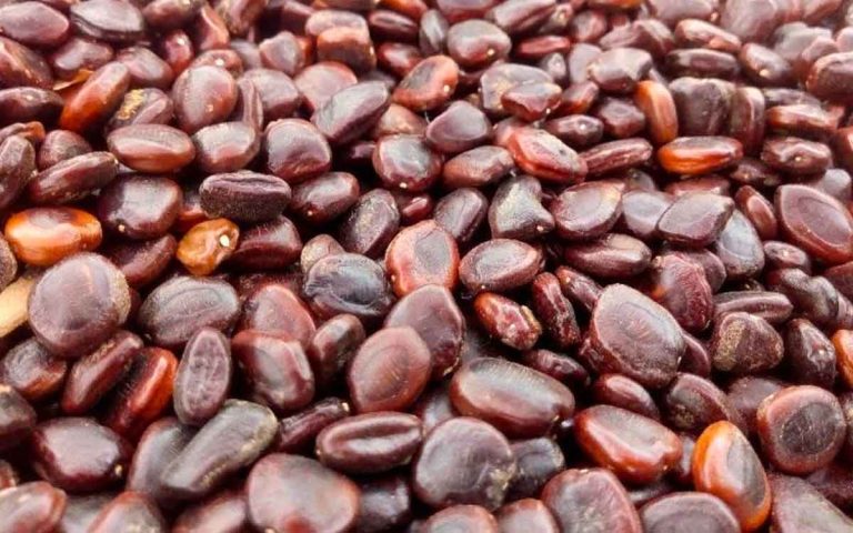 Tamarind Seeds