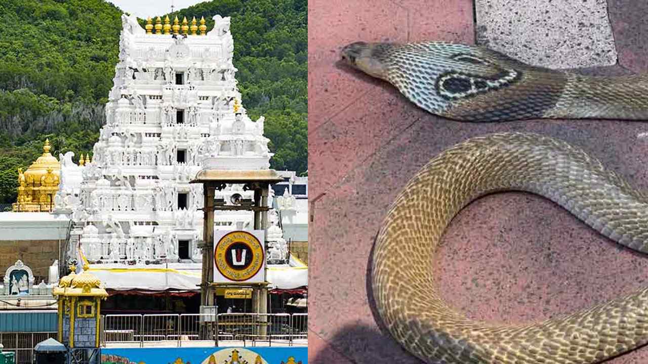 Devotee bitten by snake in Tirumala