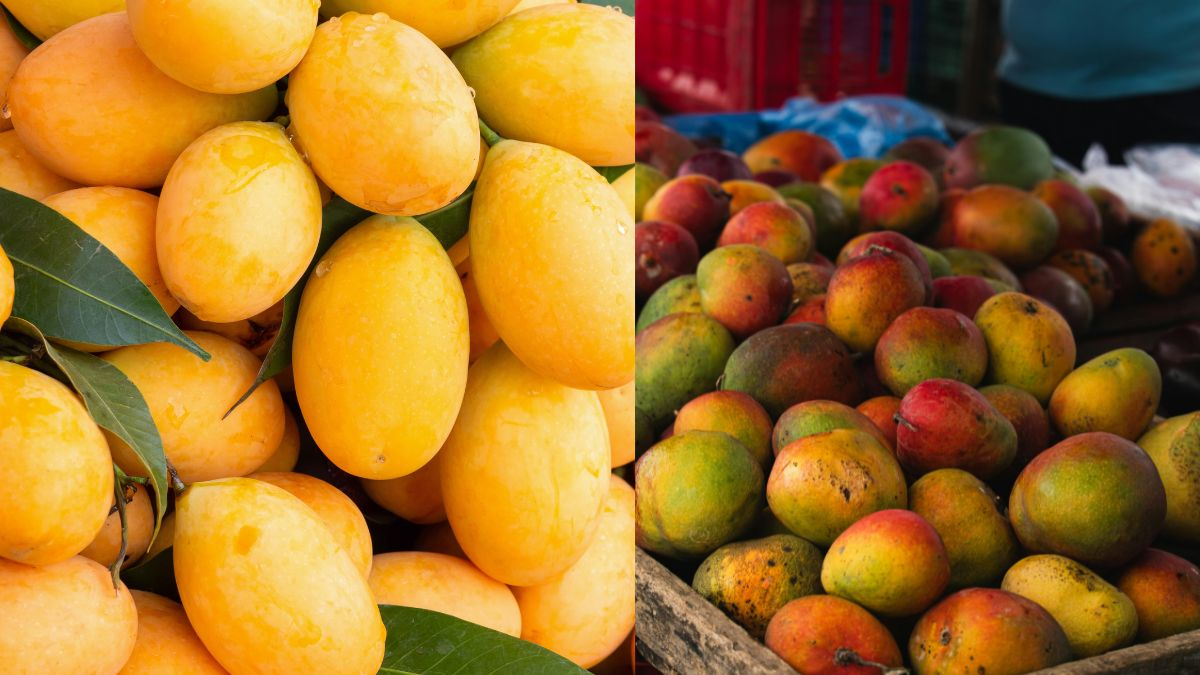 Mango