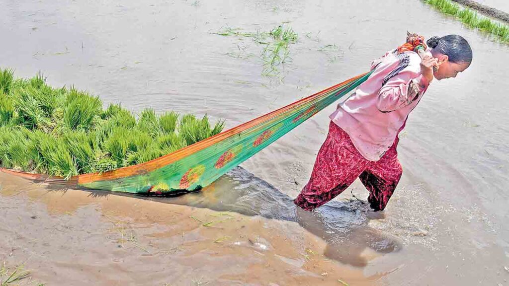 పుంజుకున్న నైరుతి.. మొదటి వారంలో అధిక వర్షపాతం