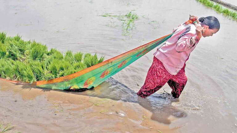 పుంజుకున్న నైరుతి.. మొదటి వారంలో అధిక వర్షపాతం