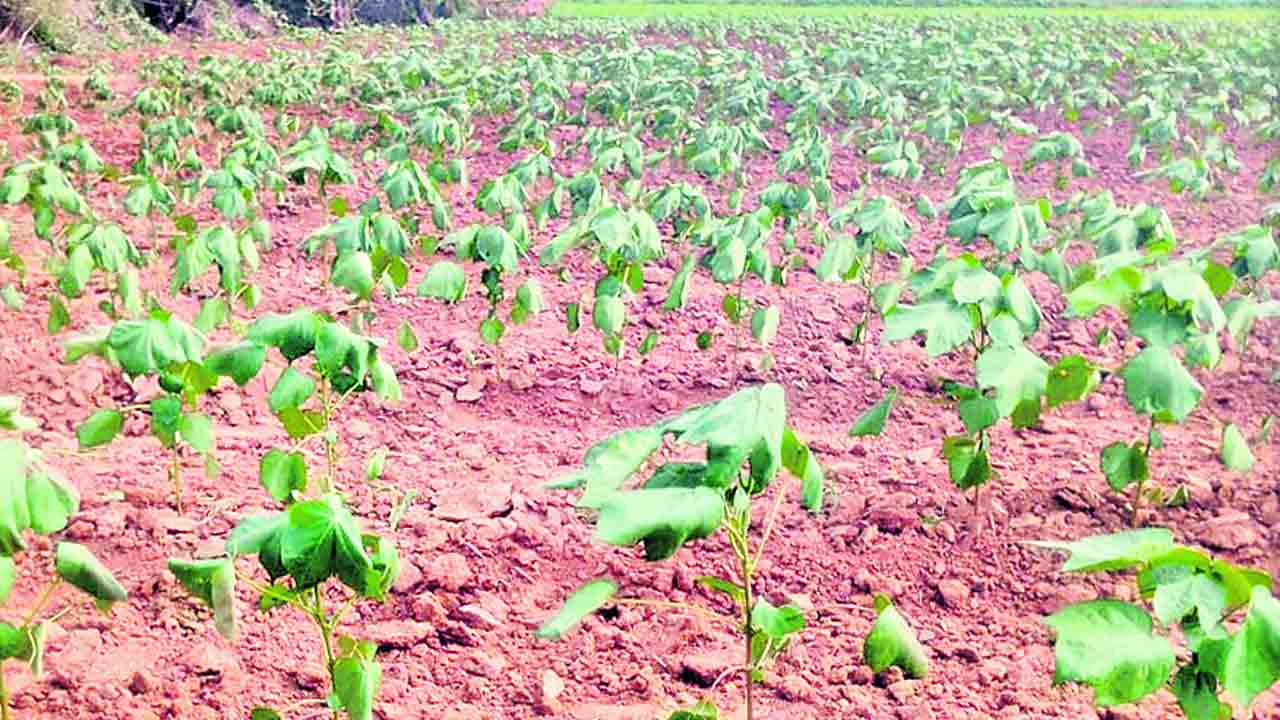 EL Nino Effect: పత్తి మొక్కలు మాడిపోతున్నాయ్.. వర్షాల్లేక రైతుల కన్నీళ్లు!! ముదురుతున్న నారు.. ఎండుతున్న పత్తి మొక్కలు