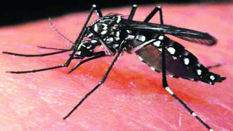 hyderabad-mosquitoes-trouble-in-city