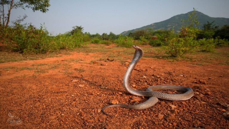 amazing-snake-rescue-story-updates