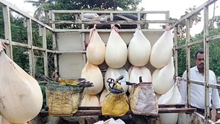 Adulterated Paneer