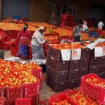 Andhra Pradesh: రాయలసీమలో టమాటా ధరల సంచలనం.. మదనపల్లె మార్కెట్‌లో షాకింగ్‌గా తగ్గిన దిగుబడి!