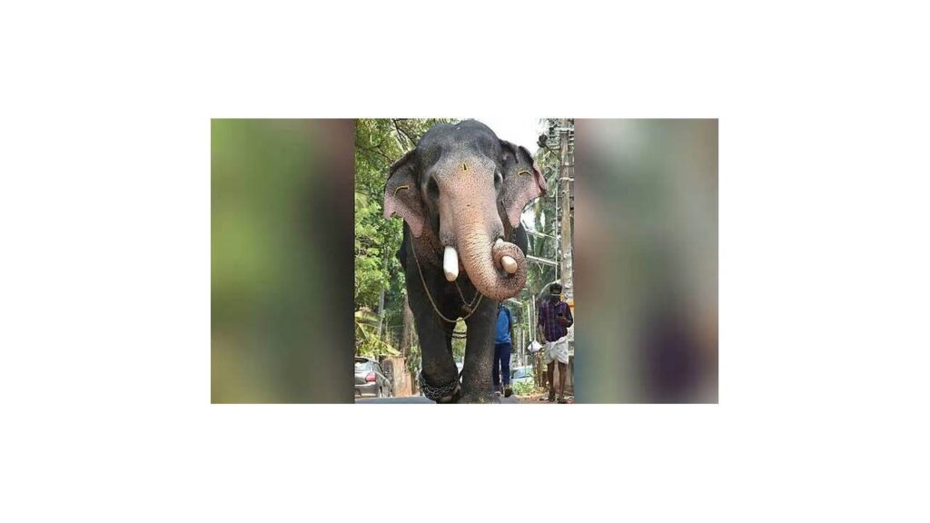 Brahmadathan Tusker