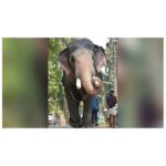 Brahmadathan Tusker