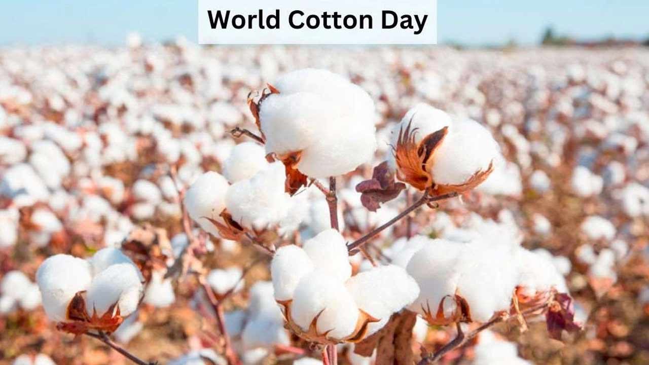 Cotton Day